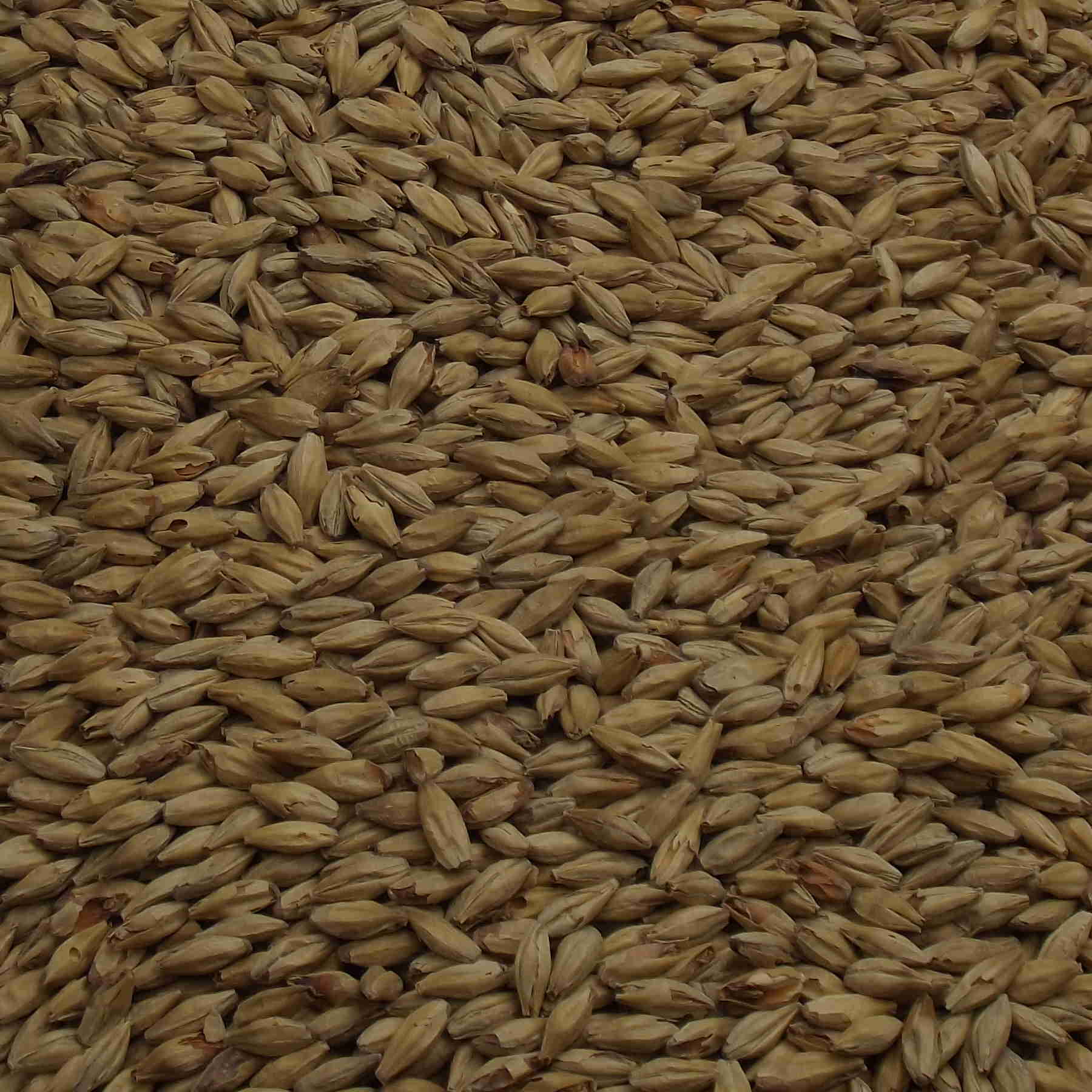 Abbey Malt, Weyermann, EBC: 40 – 50 Abbey Malt, Weyermann, EBC: 40 – 50