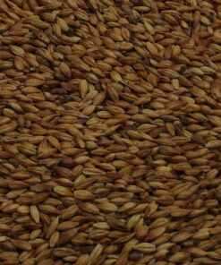 Fuglsang Nut, EBC: 100