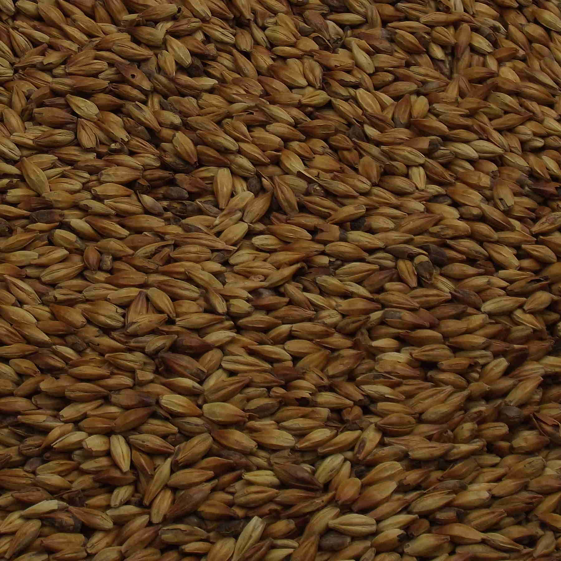 Fuglsang Nut, EBC: 100 Fuglsang Nut, EBC: 100