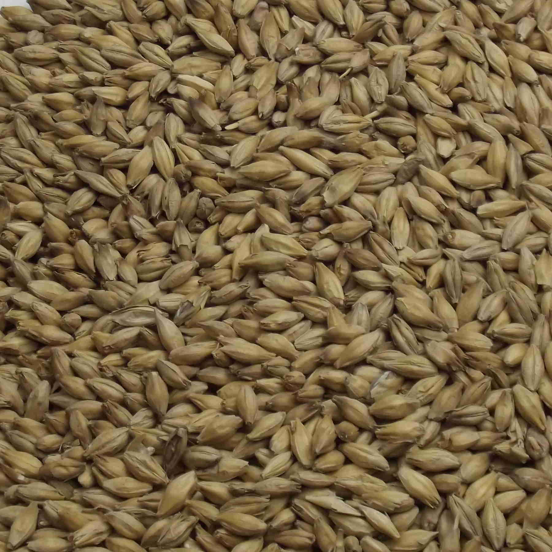 Maris Otter Pale Ale Malt, Fawcett, EBC: 4,5 – 5,5 Maris Otter Pale Ale Malt, Fawcett, EBC: 4,5 – 5,5