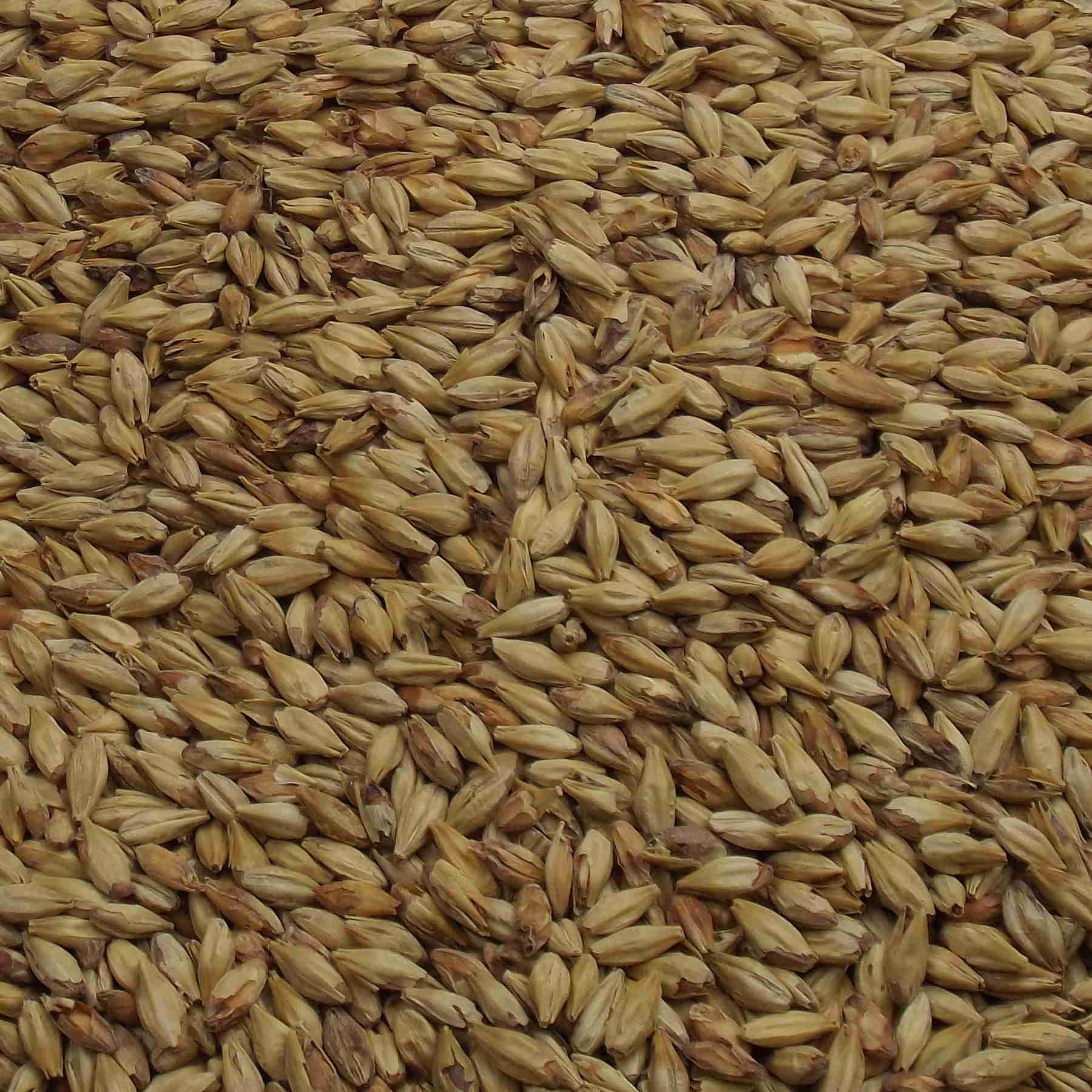 Melanoidin Malt, Weyermann, EBC: 60 – 80 Melanoidin Malt, Weyermann, EBC: 60 – 80