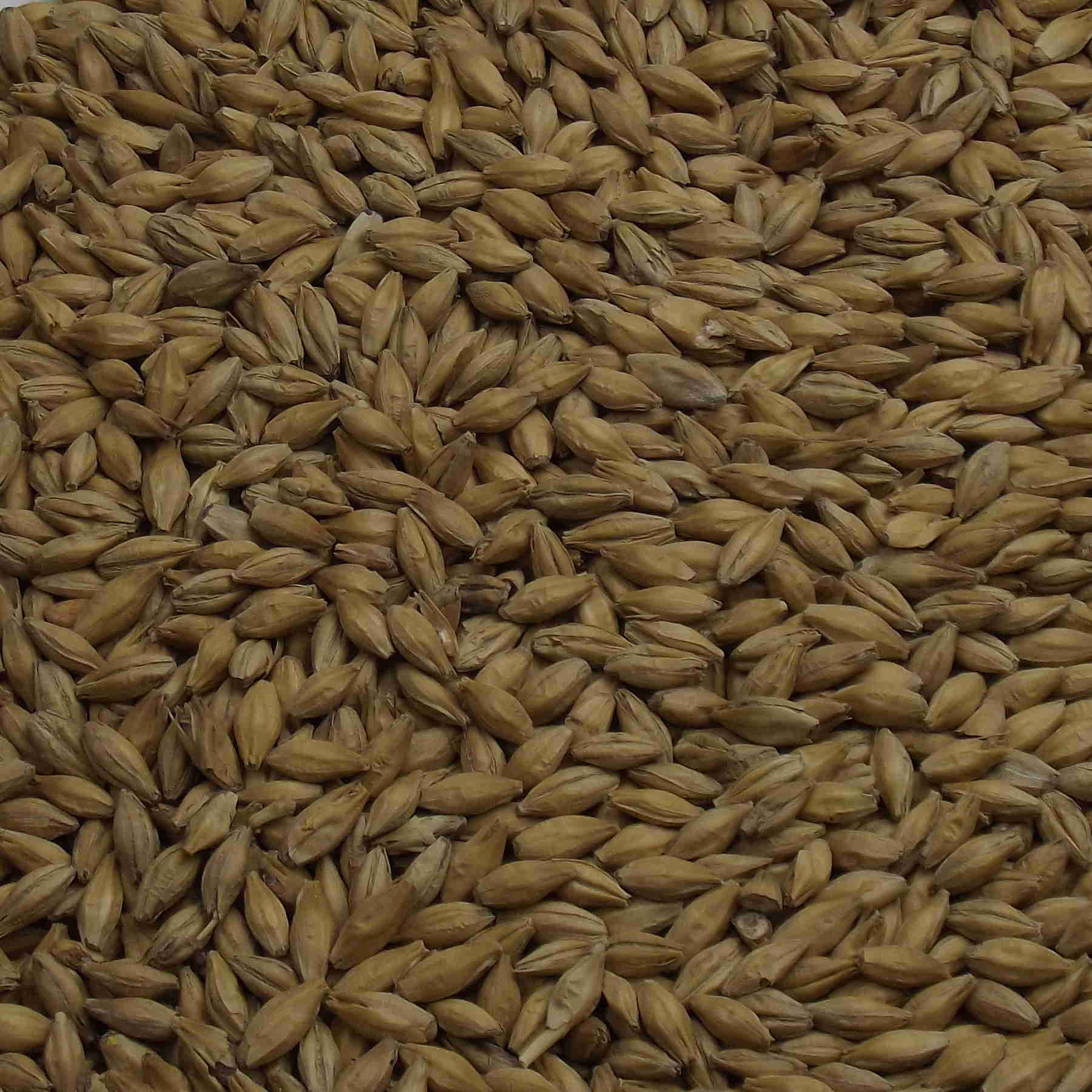Mild Ale Malt, Fawcett, EBC: 7,0 – 7,9 Mild Ale Malt, Fawcett, EBC: 7,0 – 7,9