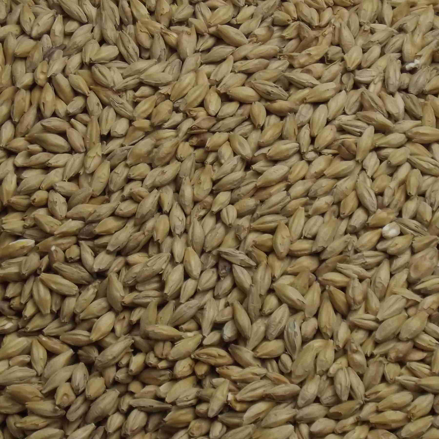 Premium Pilsner Malt, Weyermann, EBC: 1,5 – 2,5 Premium Pilsner Malt, Weyermann, EBC: 1,5 – 2,5