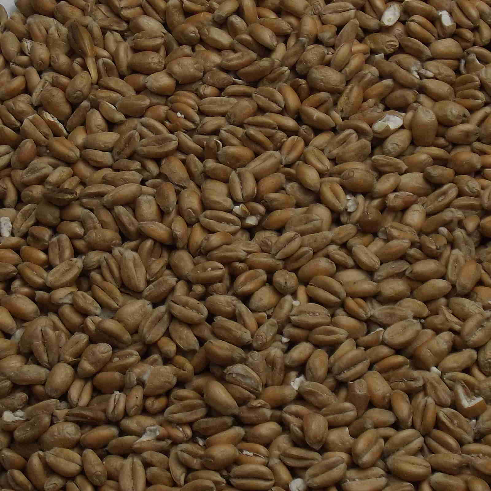 Torrefied Wheat, Fawcett, EBC: 3.5
