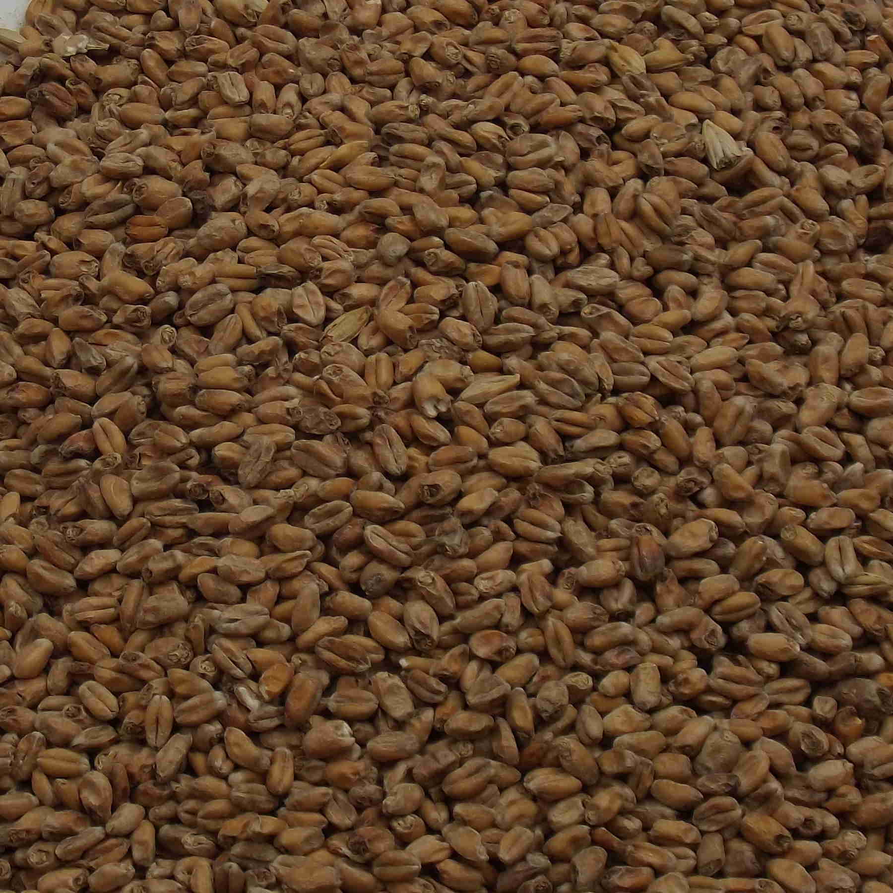 Wheat Malt – Dark, Weyermann, EBC: 15 – 20 Wheat Malt – Dark, Weyermann, EBC: 15 – 20