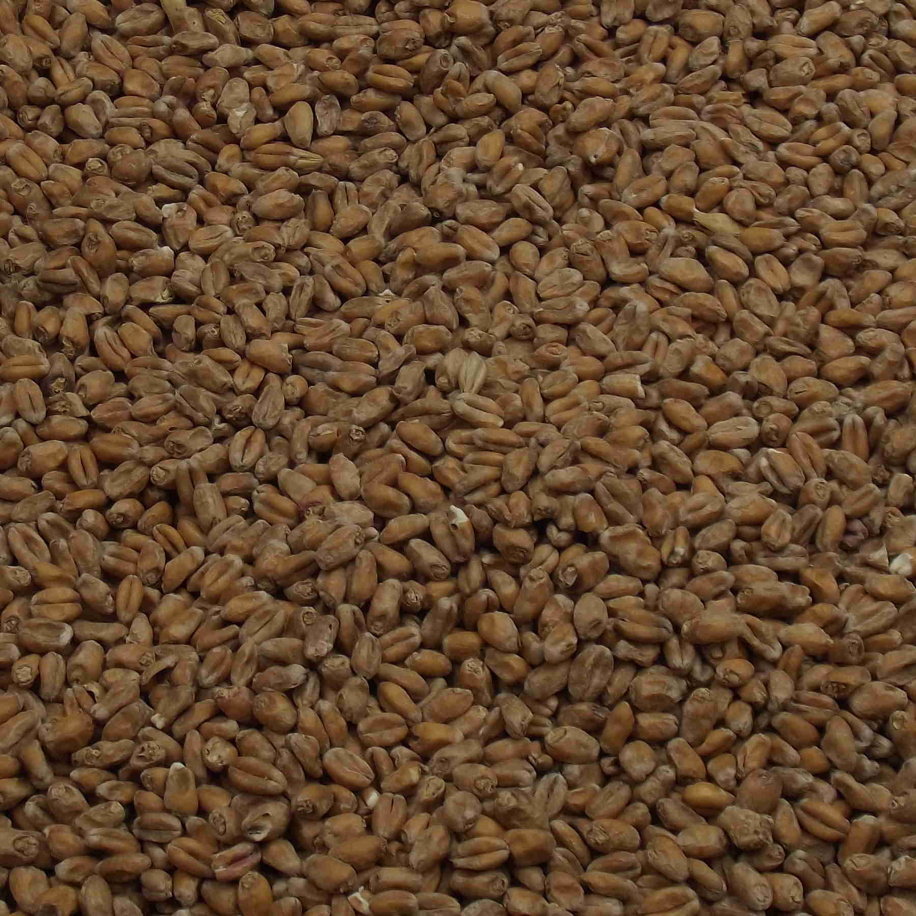 Oak Smoked Wheat Malt, Weyermann, EBC: 4 – 6 Oak Smoked Wheat Malt, Weyermann, EBC: 4 – 6